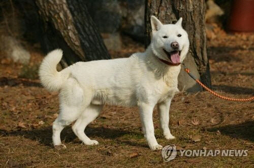 진돗개 ※ 본 사진은 기사와 직접적인 관련이 없습니다.[서울대공원 제공]